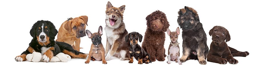 hairy hounds grooming