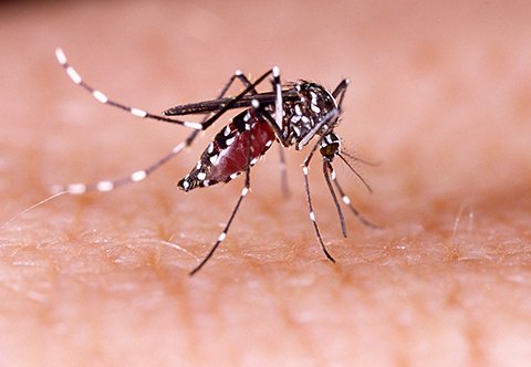4 Diseases Spread by Mosquitoes