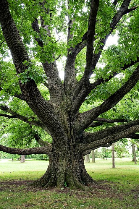 Tree Trimming | Sacramento, CA | Rod's Tree Service