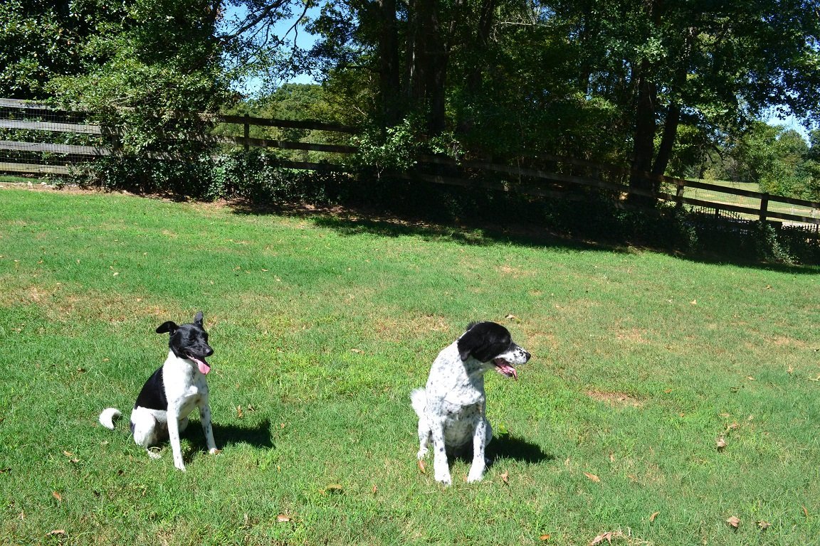 Dog boarding Byhalia, MS Edgewood Farm and Kennel