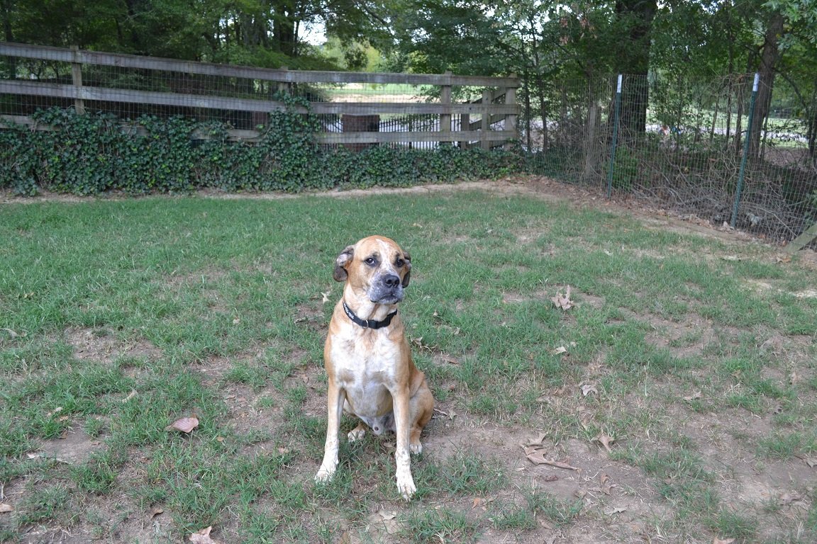 Dog boarding Byhalia, MS Edgewood Farm and Kennel