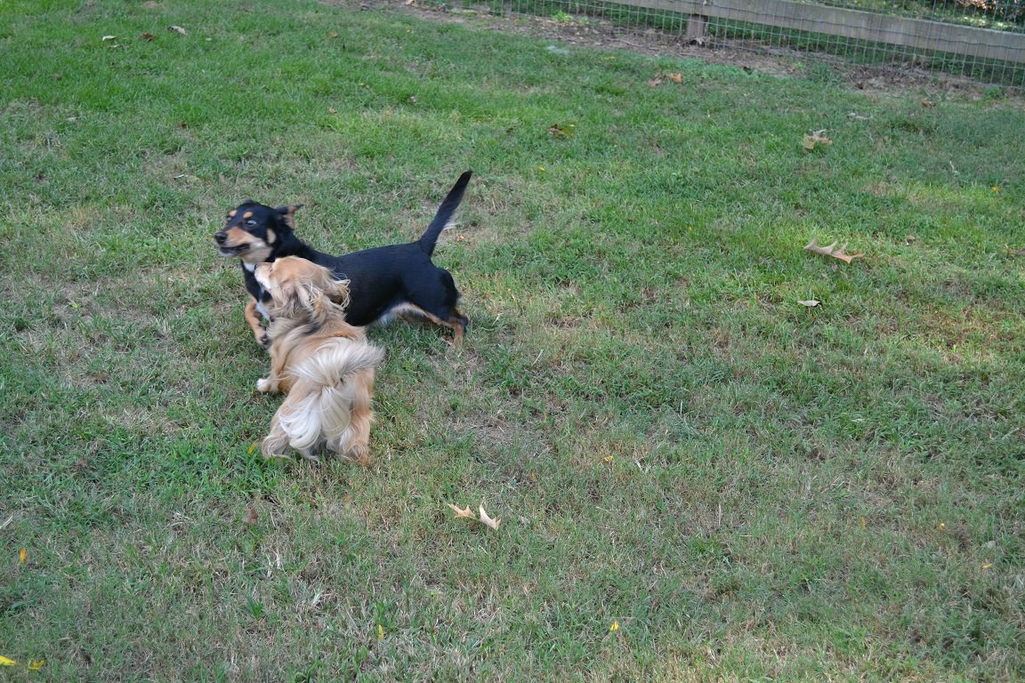 Dog boarding Byhalia, MS Edgewood Farm and Kennel