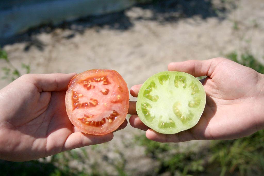 Tomato Supplier Ruskin FL Tomatoes of Ruskin Our Farms