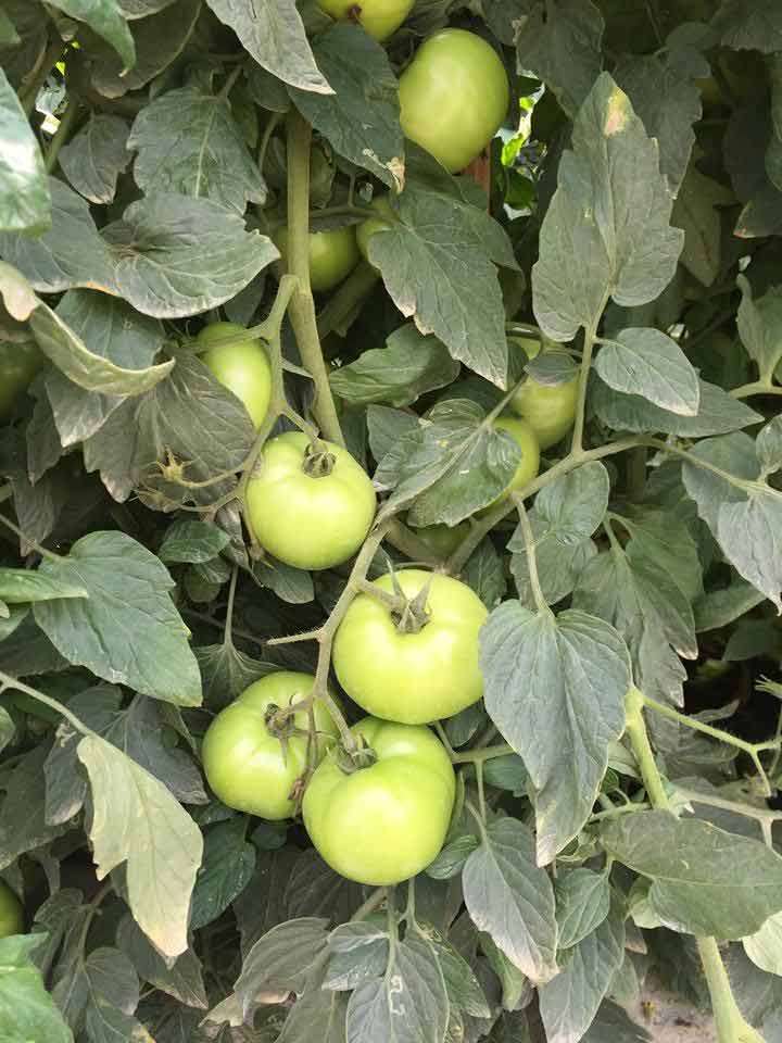 Tomato Supplier Ruskin FL Tomatoes of Ruskin Our Farms