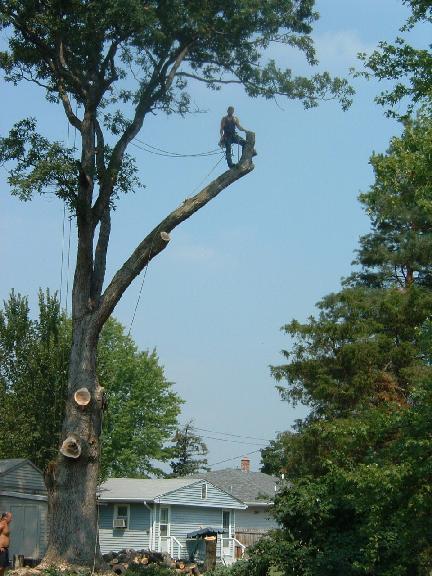 about-us - Northeast, IN - Tony J. Bricker Tree Service