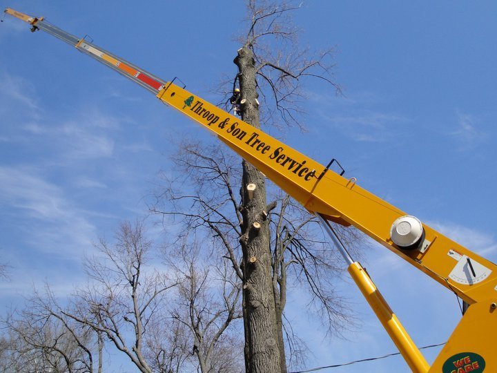 Tree Removal | Springfield, IL | Throop & Son Tree Service