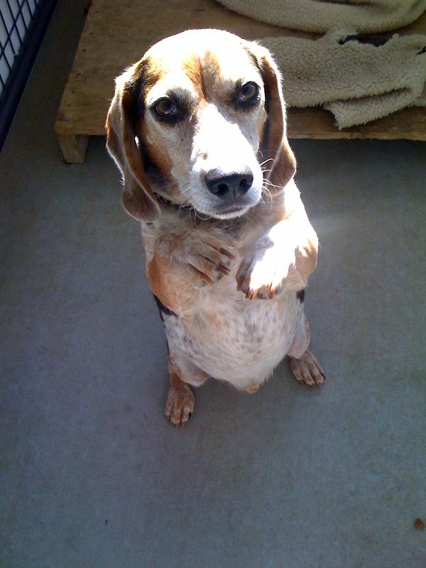 dog trainer and boarding near me