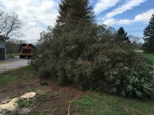 tree removal york pa removed tree services in york county pa work mels service tree removal york pa removed tree services in york county pa work mels service