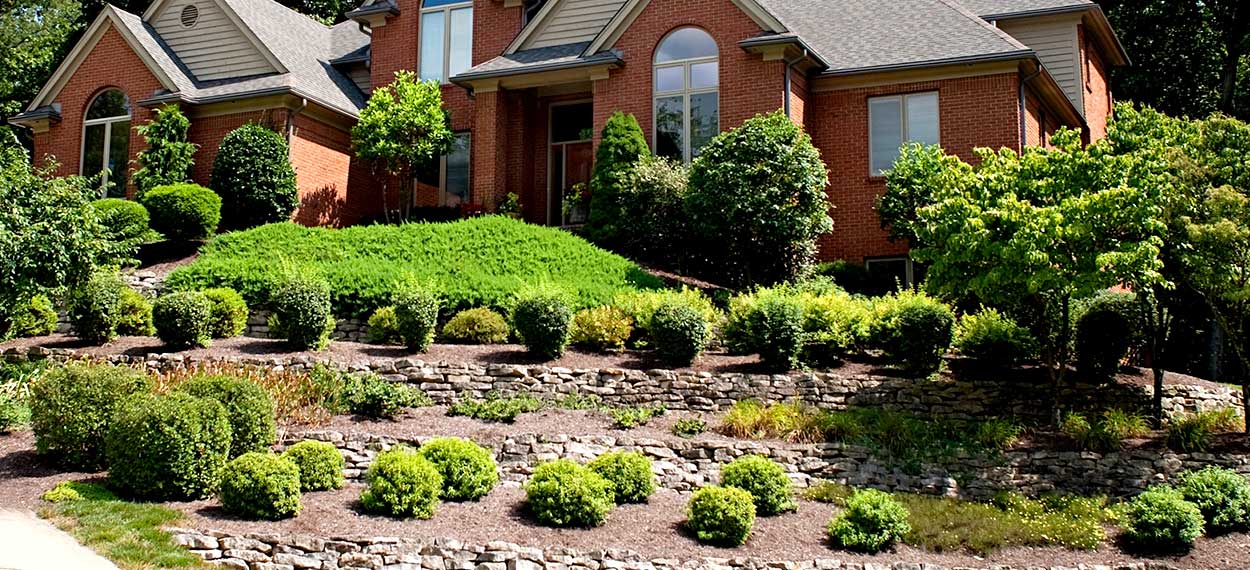 tree and shrub care San Jose, California Vista Landscaping