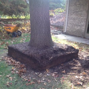 easy way to remove bush stumps, Waialua HI