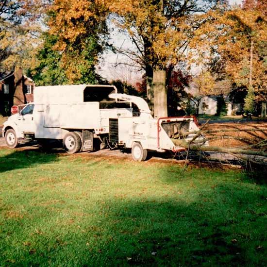 Arborists Louisville, KY Dave’s Tree Surgeons