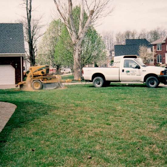 Arborists Louisville, KY Dave’s Tree Surgeons