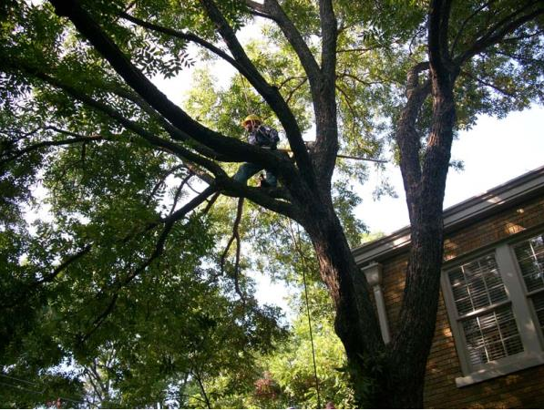 Horton Tree Service | Gallery | Fort Worth, TX