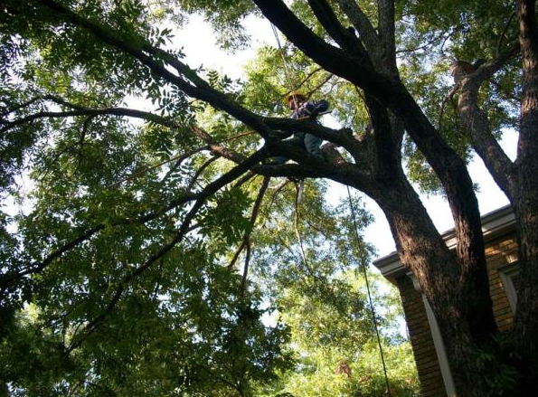 Horton Tree Service | Gallery | Fort Worth, TX