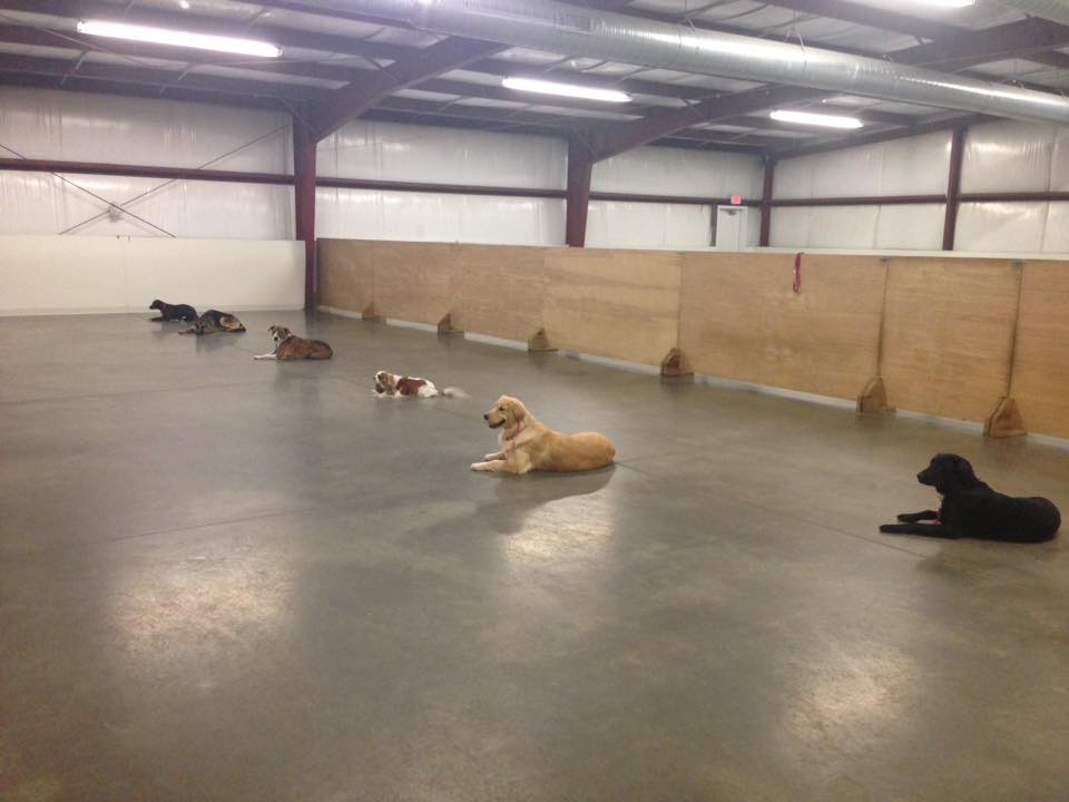 gallery Canine Training Unlimited Chesapeake, VA