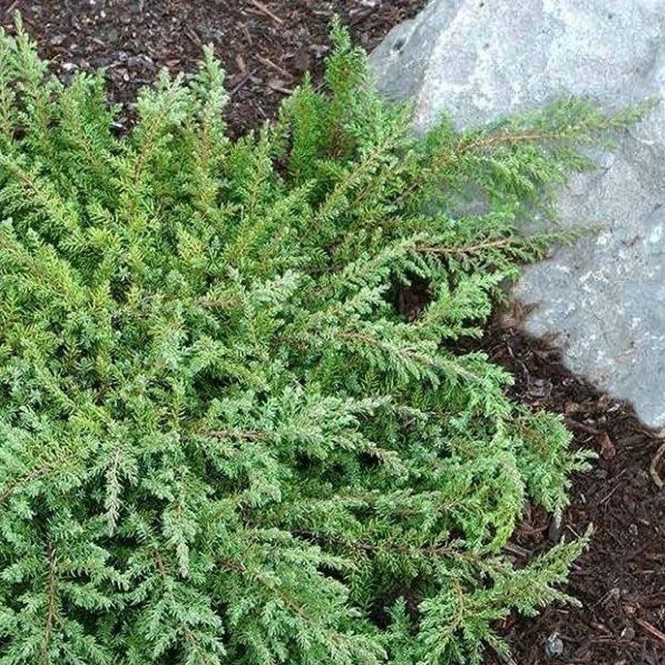 Conifers For Sale In Snohomish Wa