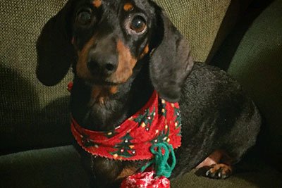 Dog Grooming | Stockton, CA | Charlene&rsquo;s Quality Pet Grooming