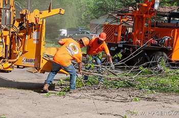 tree removal franklin indiana