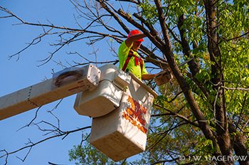 Brown S Tree Service Stump Removal For Greenwood In
