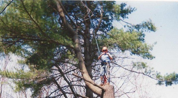 City of ashland tree removal