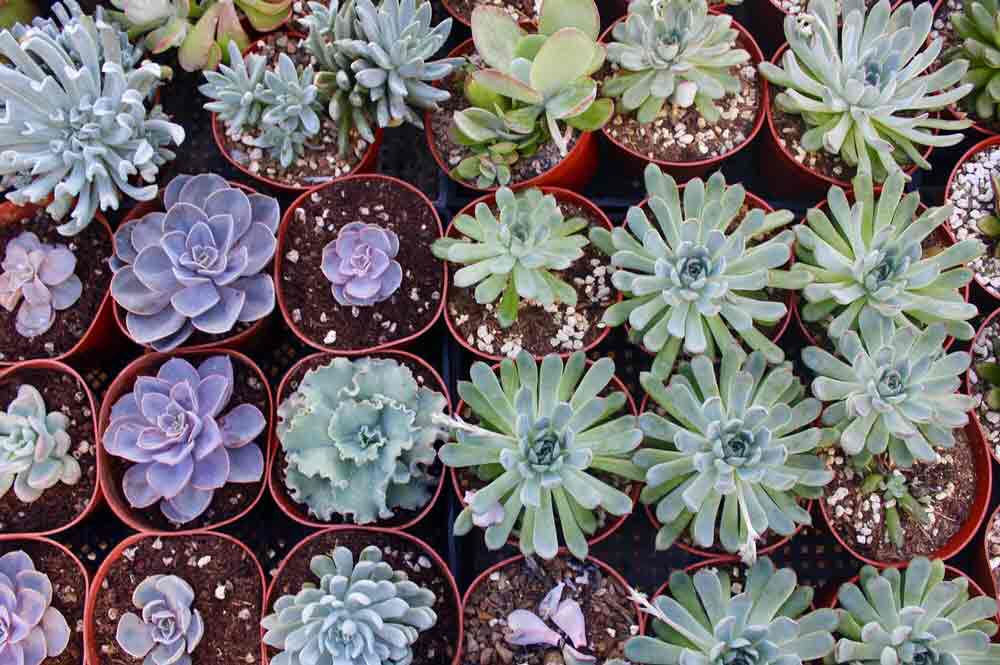 Cactus Nursery Tucson, AZ Bach's Greenhouse Cactus Nursery