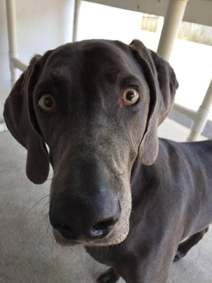 Dog Boarding Chesterfield, NJ Chesterfield Kennels Dog Boarding