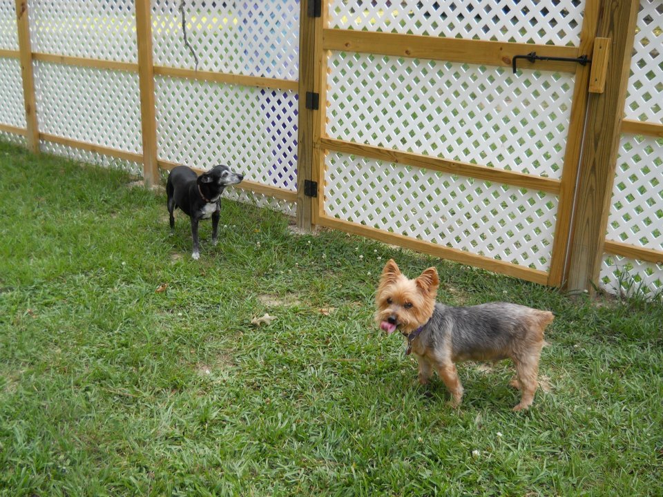 Pet Sitters Baton Rouge, LA Mom & Pops Dog Boarding