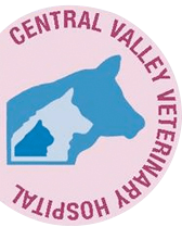 iams proactive health chihuahua