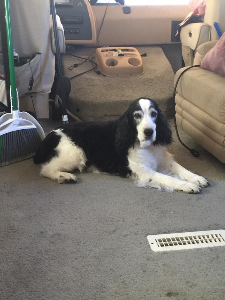 Dog Grooming School Oklahoma City, OK American School of Dog Grooming