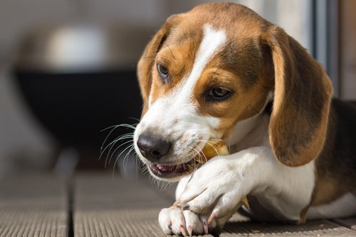 what causes   dogs breath to smell? an faq for dog owners