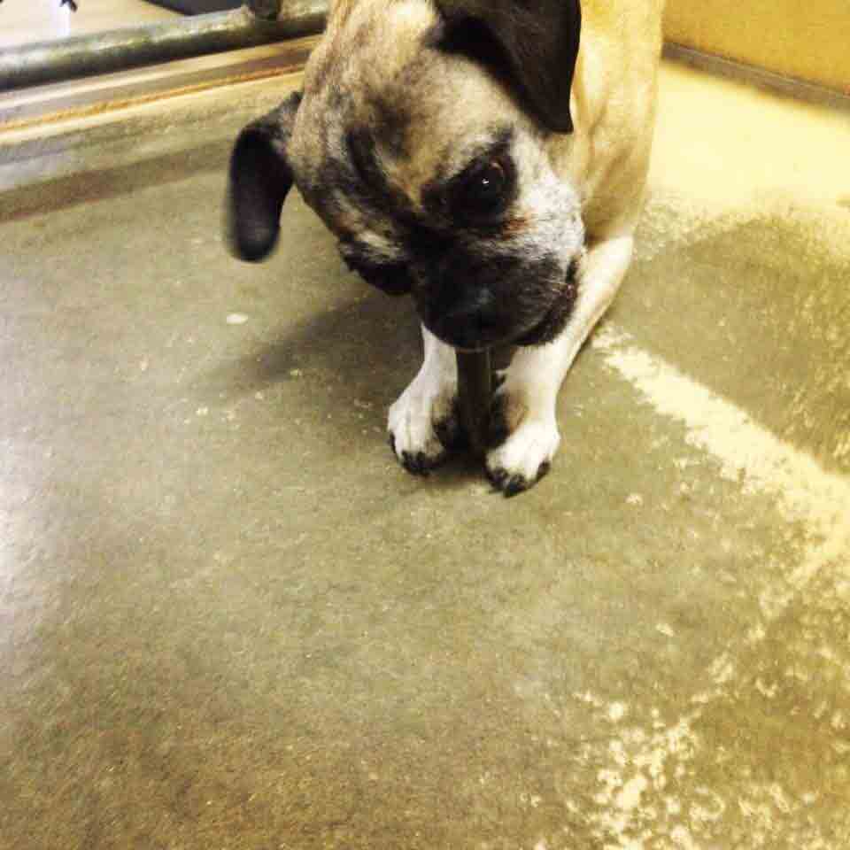 Dog Boarding Lexington KY Wildcat Country Dog Retreat