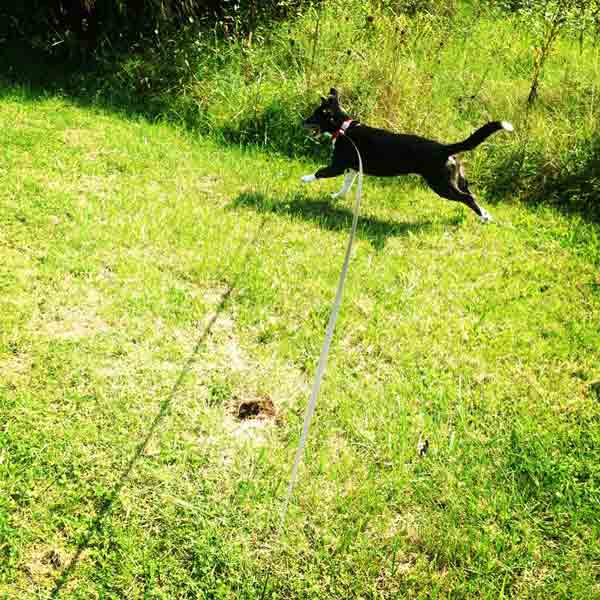 Dog Boarding Lexington KY Wildcat Country Dog Retreat