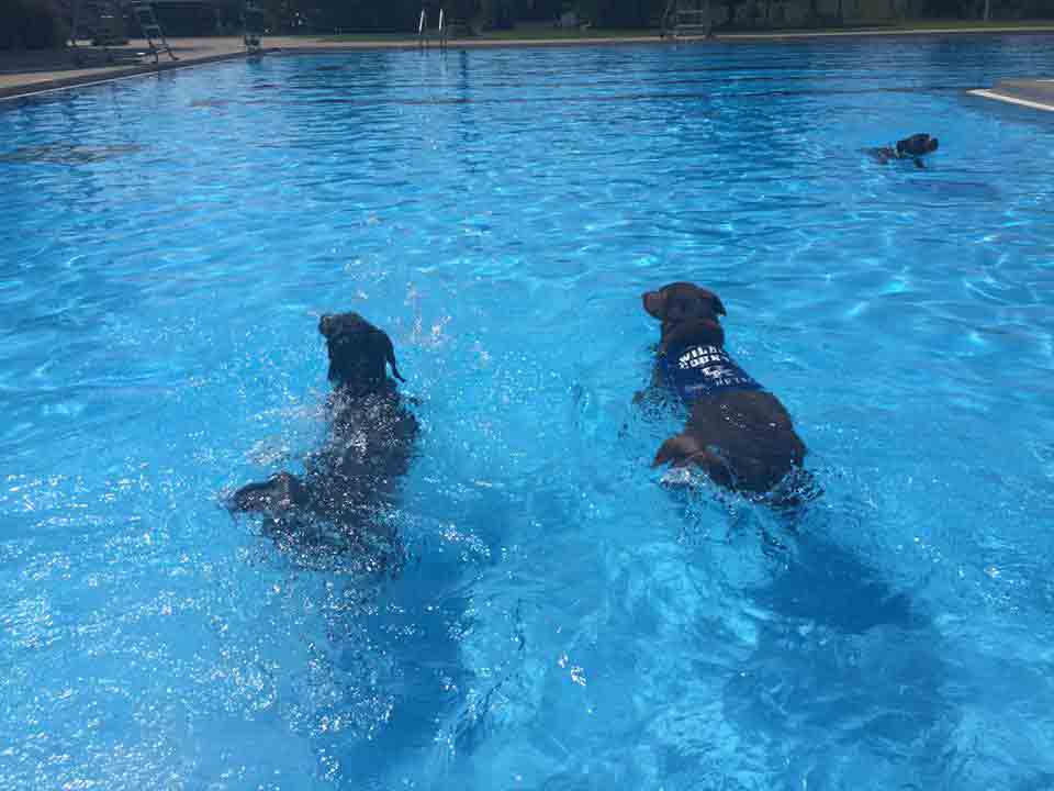 Dog Boarding Lexington KY Wildcat Country Dog Retreat