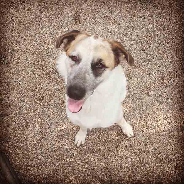 Dog Boarding Lexington KY Wildcat Country Dog Retreat