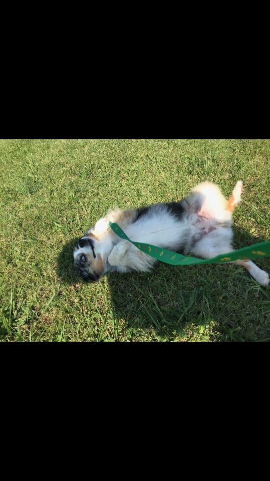 Dog Boarding Lexington KY Wildcat Country Dog Retreat