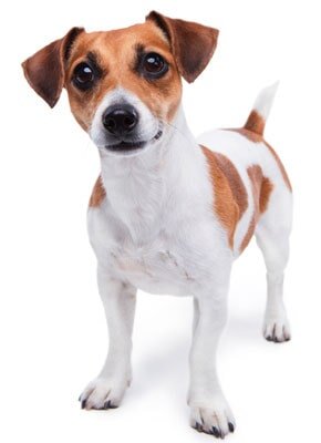 leashes and leads vet