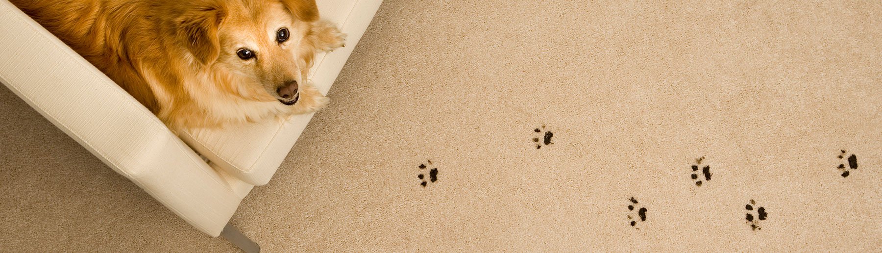 Carpet Cleaning Company in Charleston, SC AAA Carpet Care