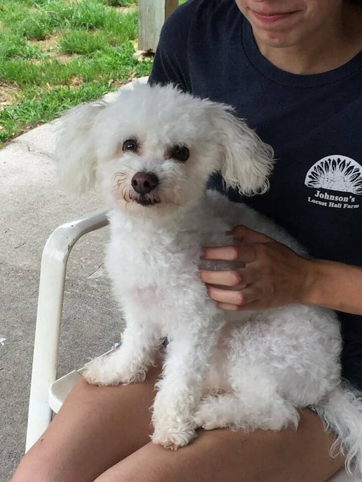 Chesterfield, NJ Dog Boarding Services & Kennel Chesterfield Kennels