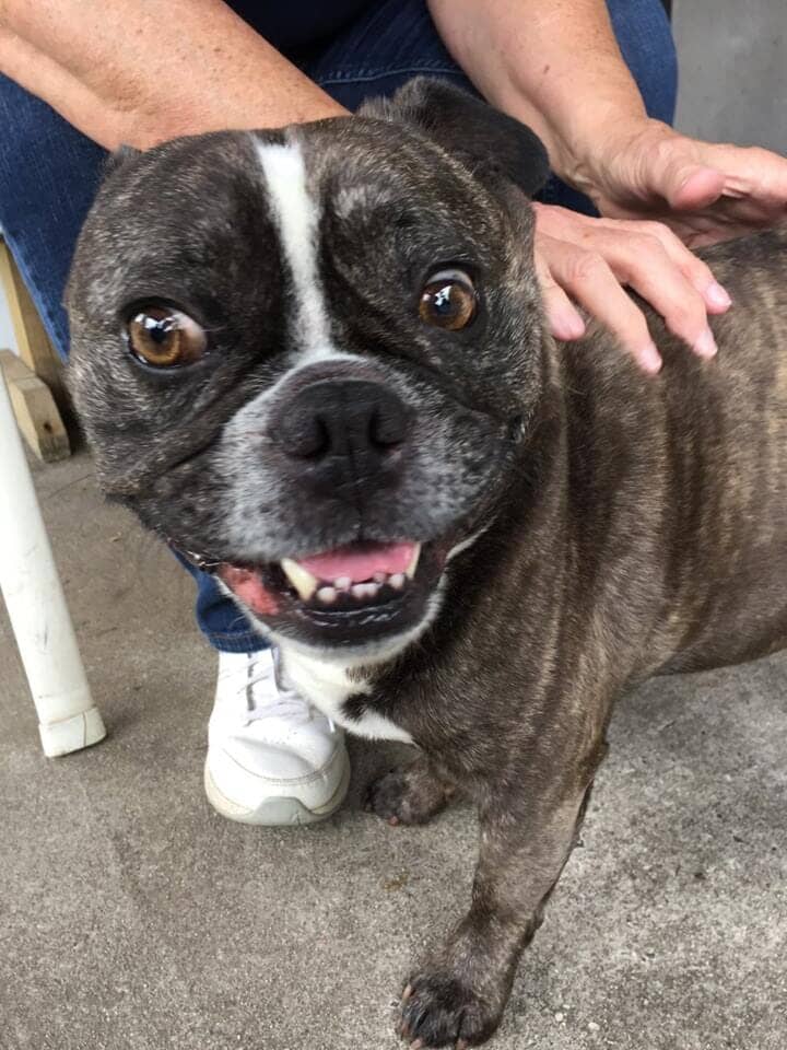 Chesterfield, NJ Dog Boarding Services & Kennel Chesterfield Kennels