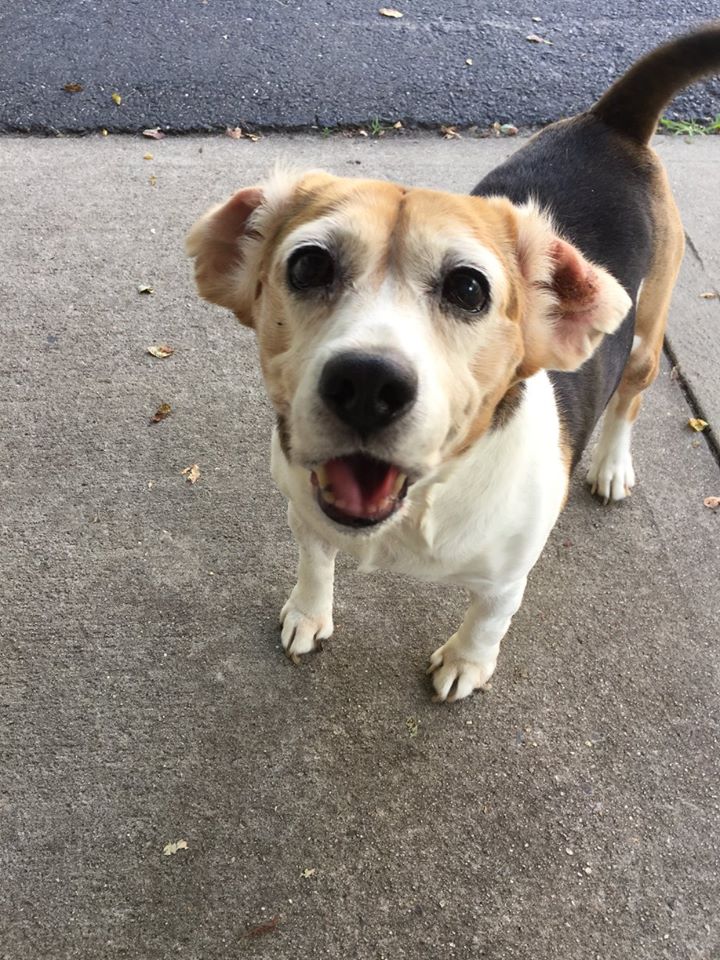 Chesterfield, NJ Dog Boarding Services & Kennel Chesterfield Kennels