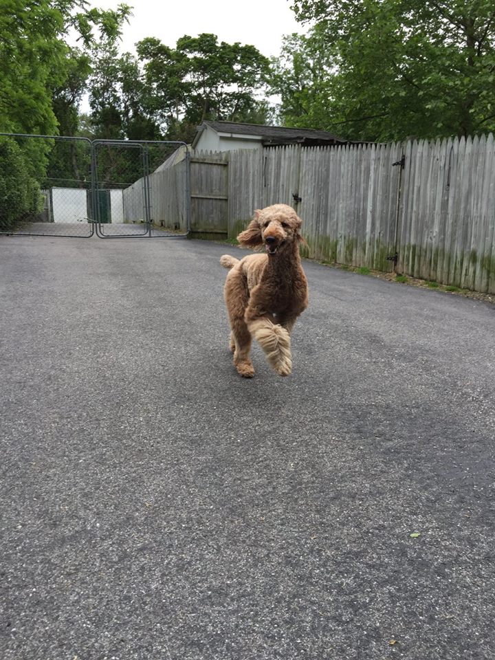 Chesterfield, NJ Dog Boarding Services & Kennel Chesterfield Kennels