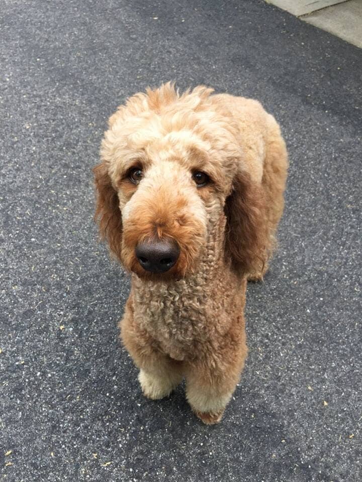 Chesterfield, NJ Dog Boarding Services & Kennel Chesterfield Kennels