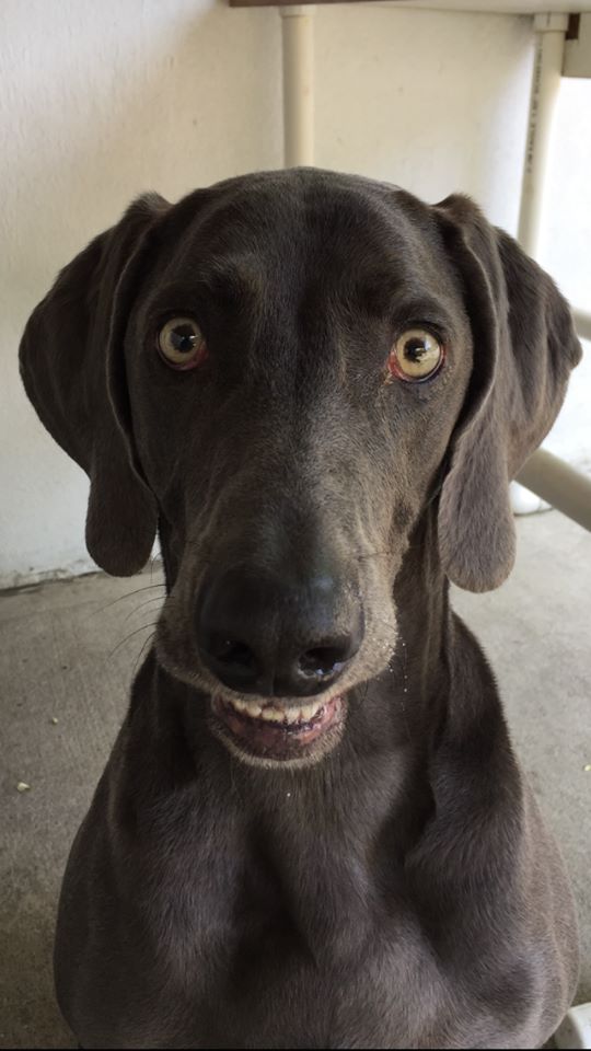 Chesterfield, NJ Dog Boarding Services & Kennel Chesterfield Kennels