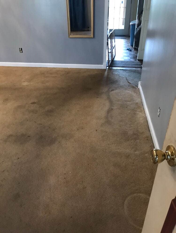 Carpet Cleaning Services Lexington, KY Wildcat Carpet Cleaning
