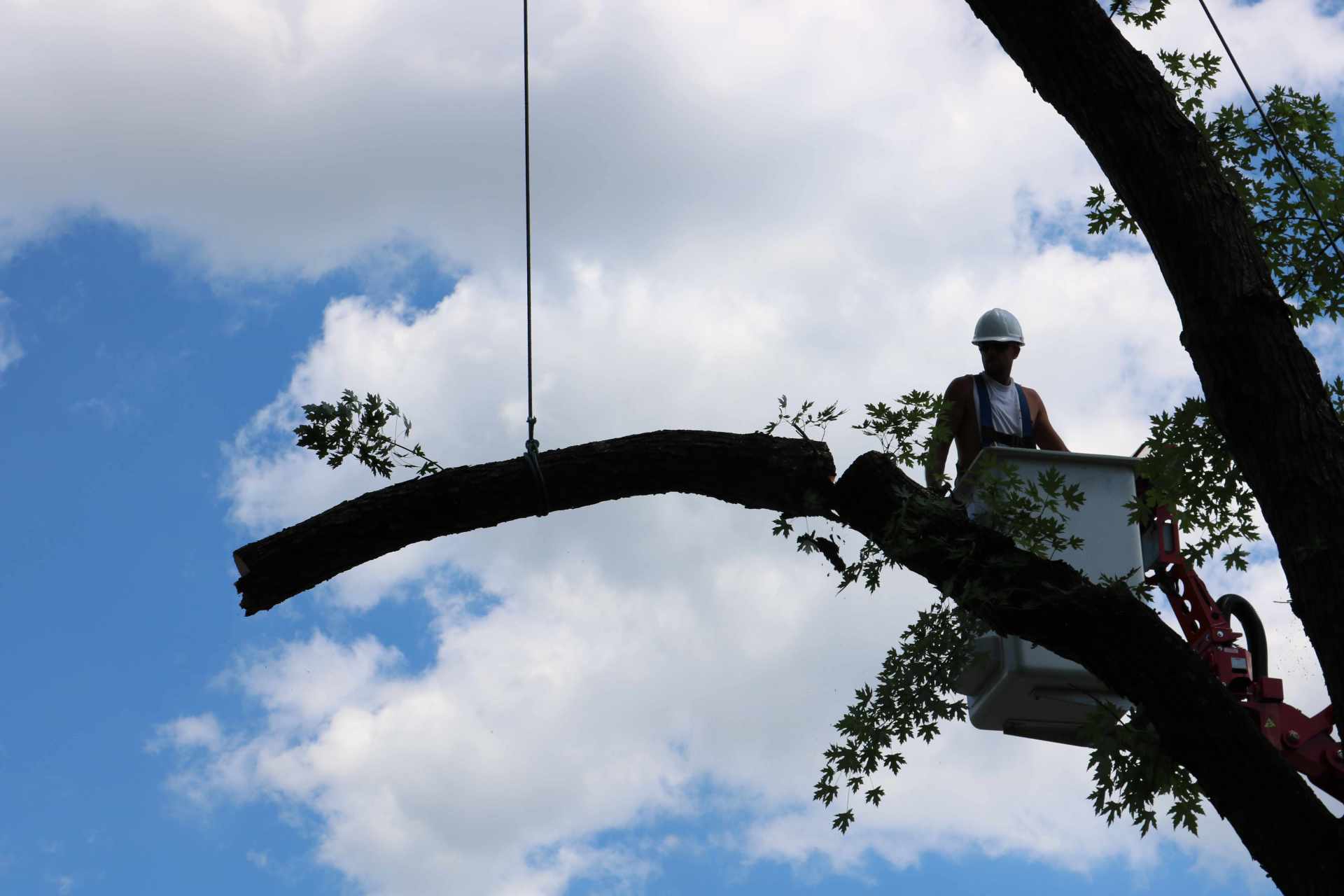 Tree Services Springfield, OH C & S Tree Service Center