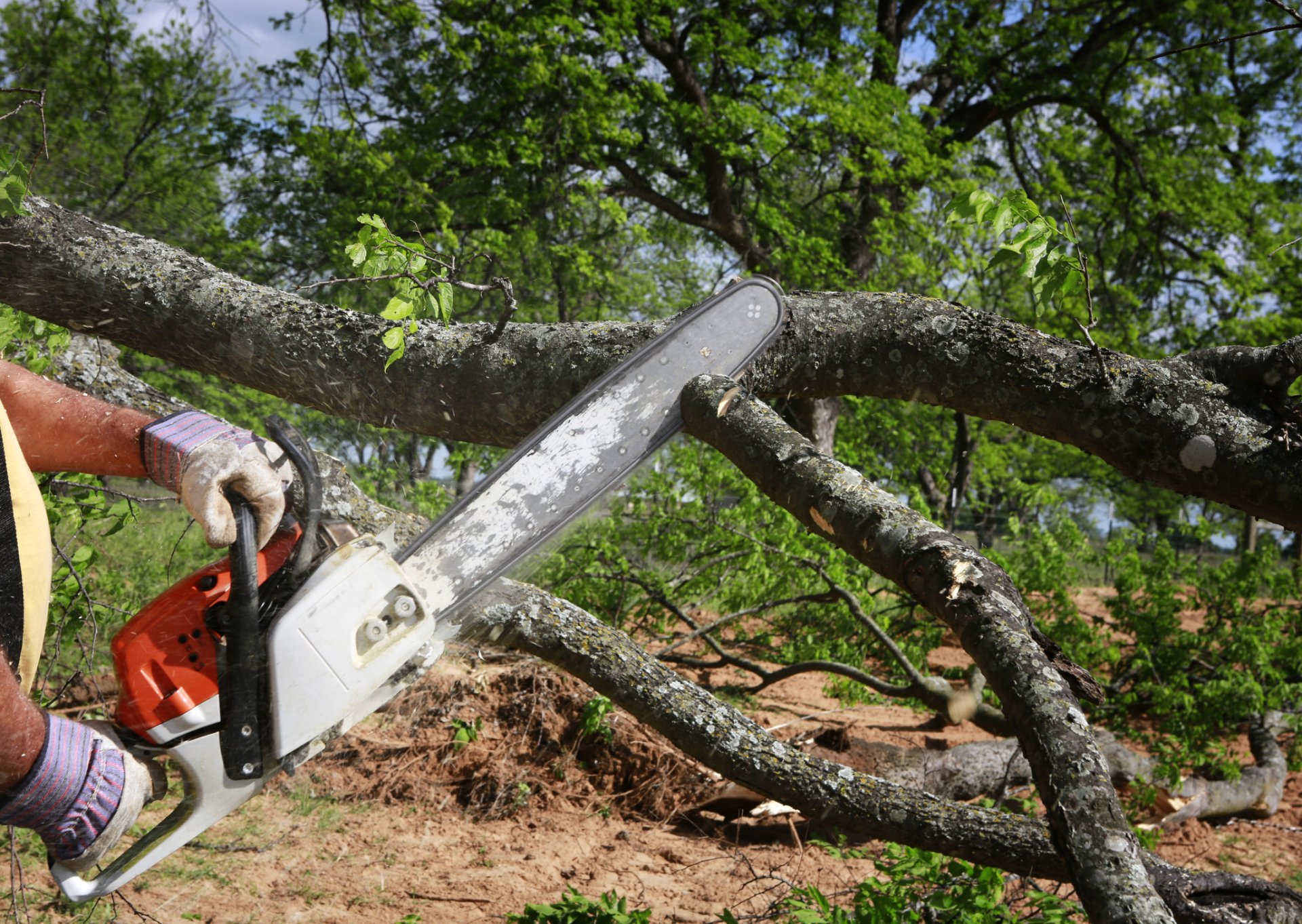 Tree and Debris Removal for Eugene, OR Hodgson Tree Service Inc.