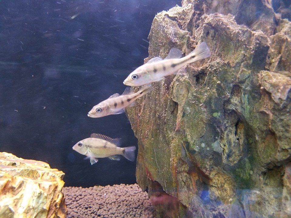 Fish for Sale Lafayette, LA Tropical Fish Bowl