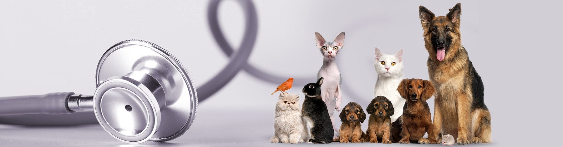 all paws pet emergency hospital