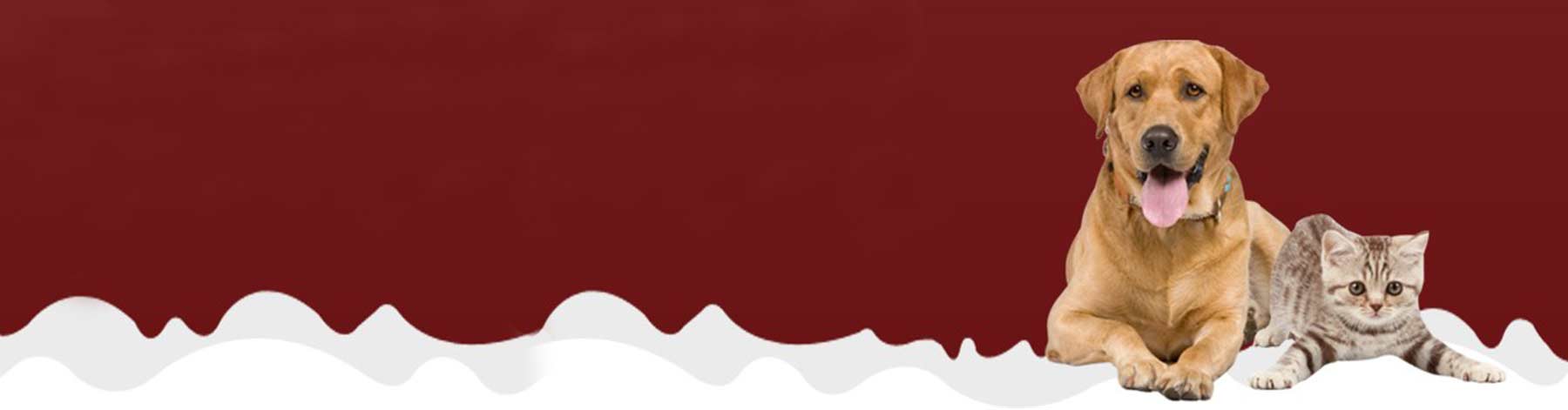 all paws pet emergency hospital