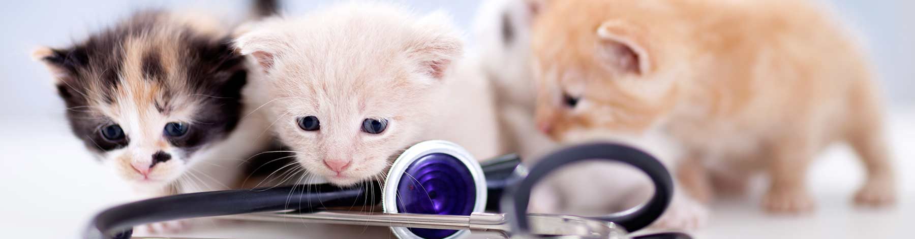 all paws pet emergency hospital